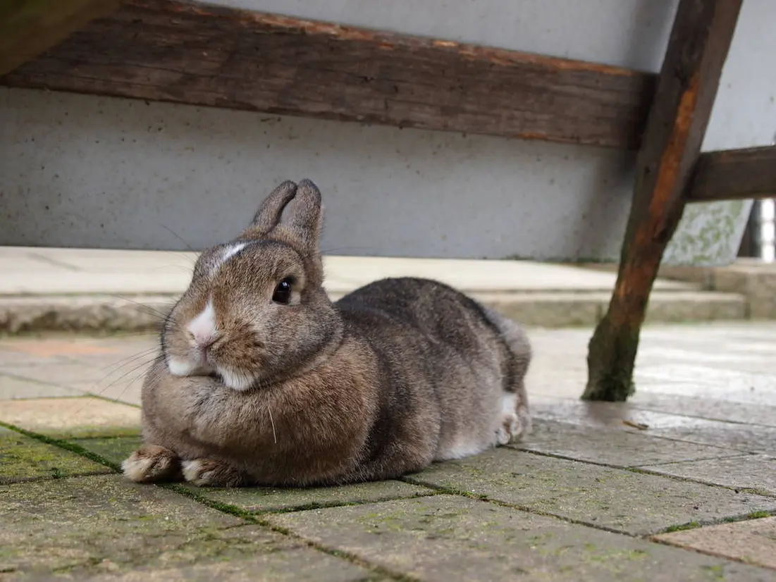 月うさぎの里