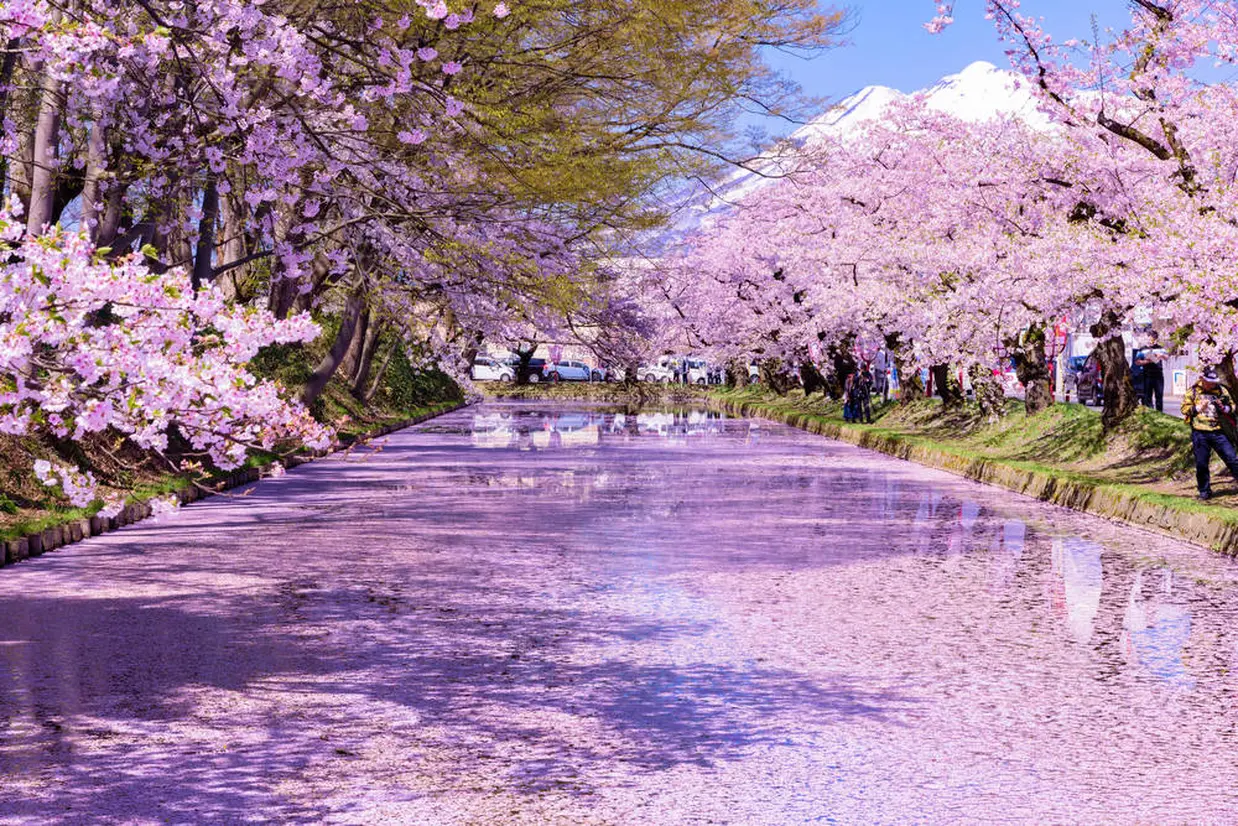 弘前さくら祭りの花筏