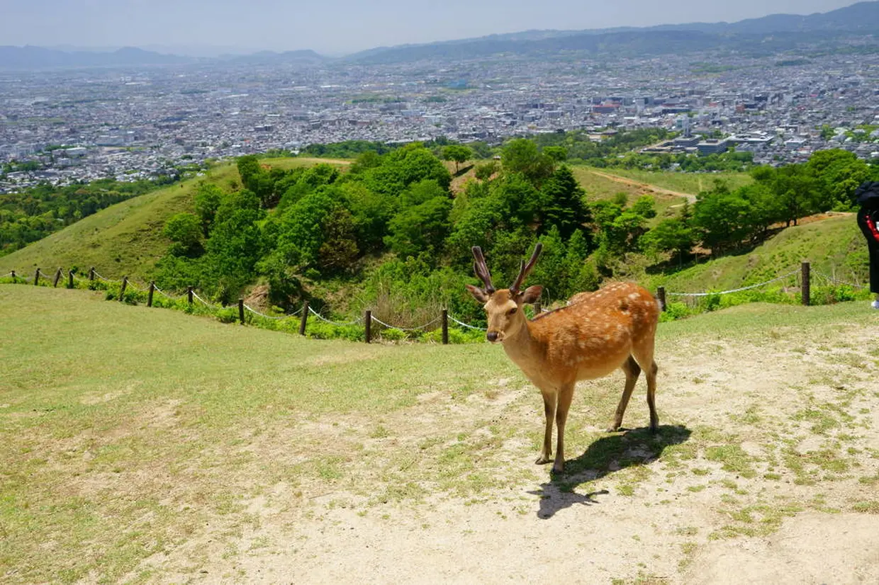 若草山