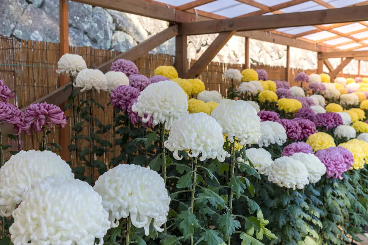 菊花