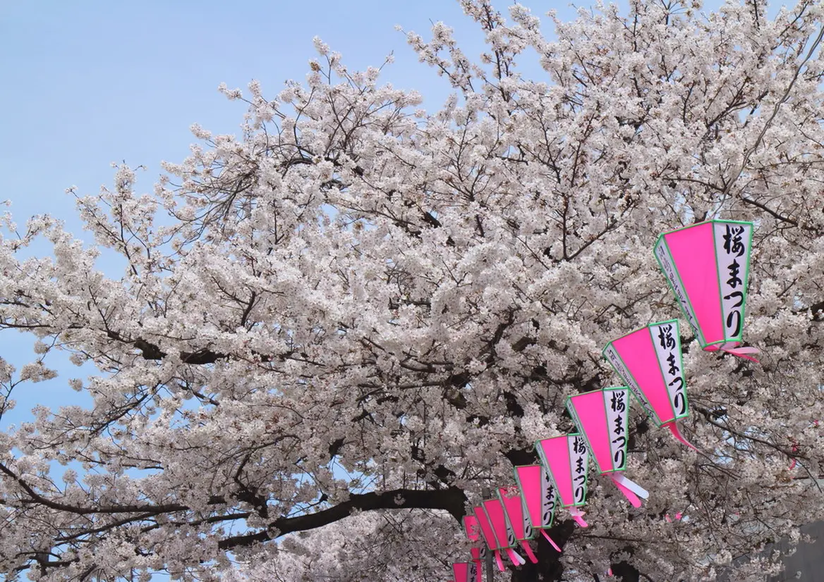 隅田公園桜まつり