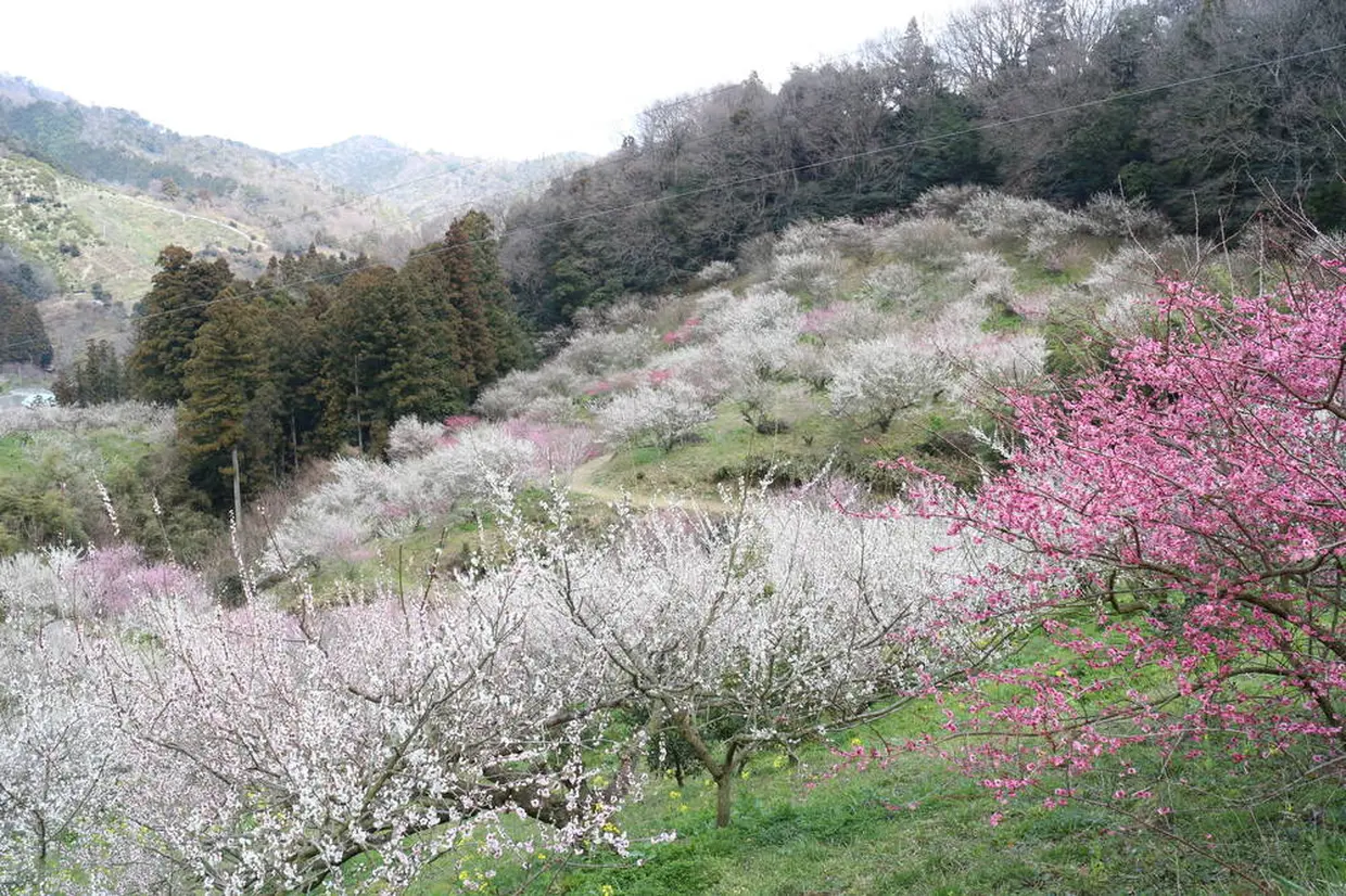 七折梅園