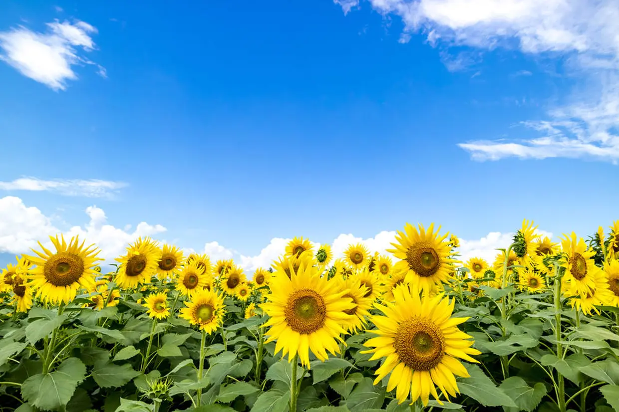 夏は日射しが強いので日焼けにも気を付けて