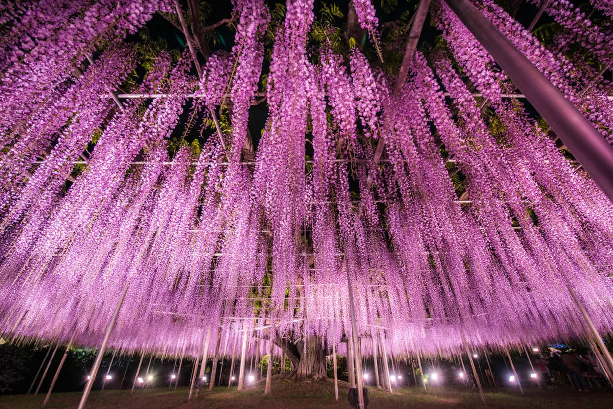 光の花の庭
