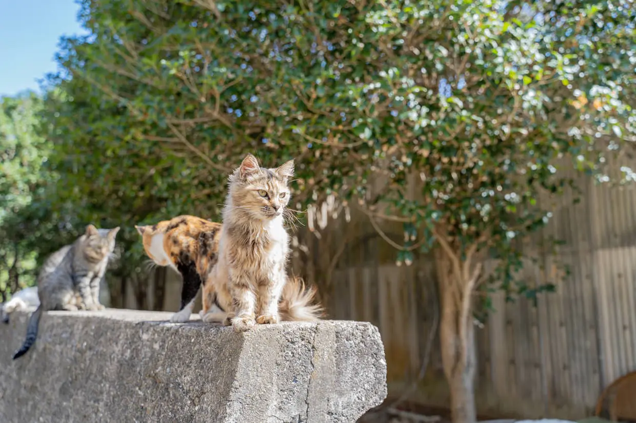 猫島