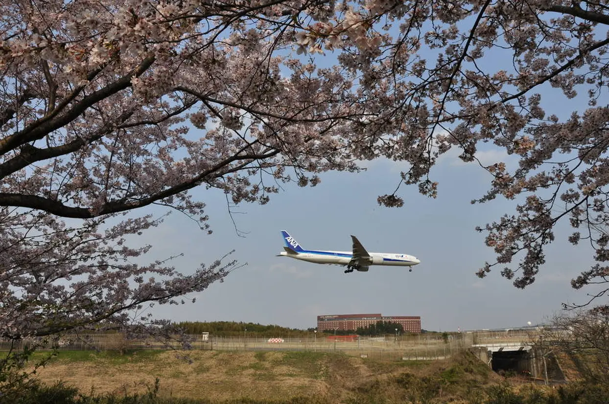 さくらの山公園