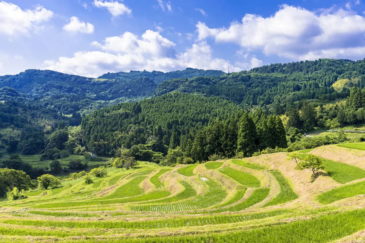 大山千枚田