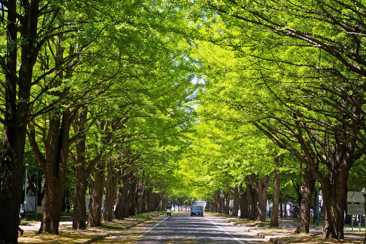 北海道大学　メインストリート