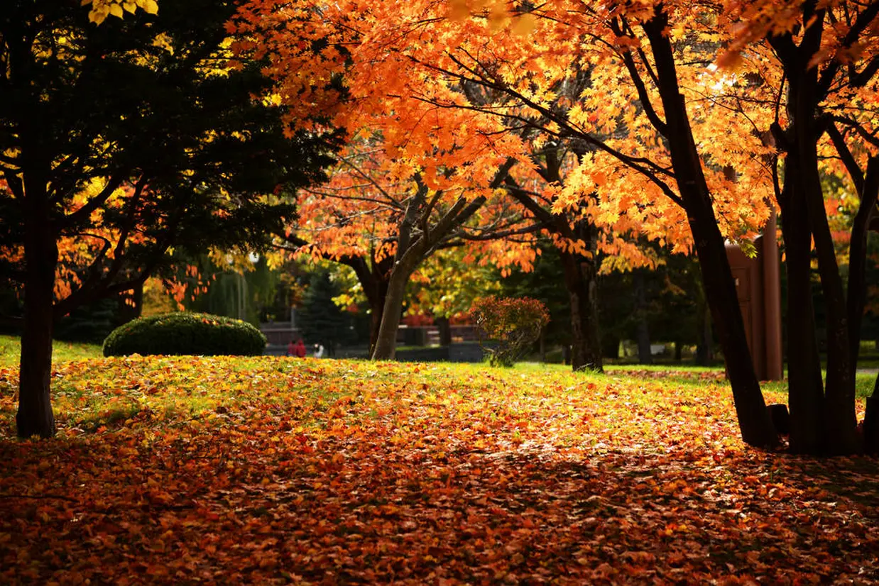 中島公園　紅葉