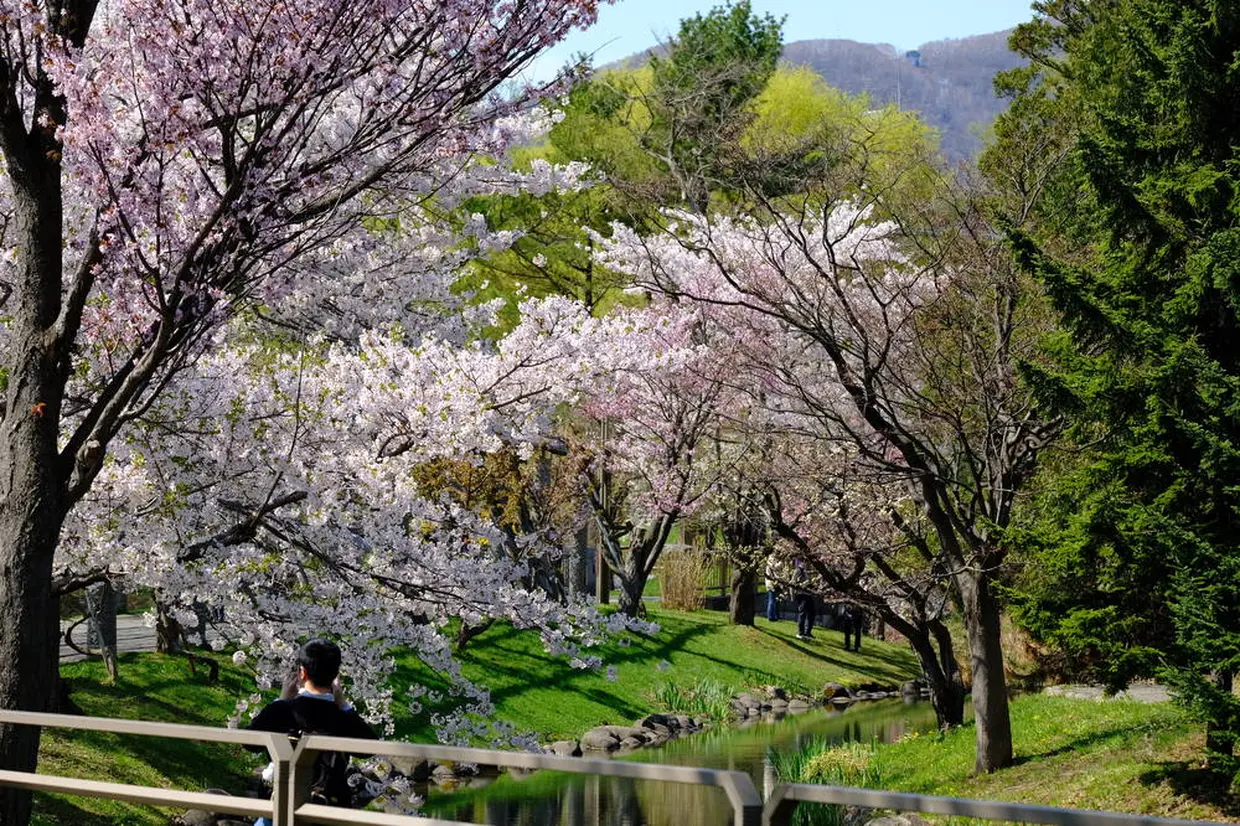日本庭園近く花見スポット