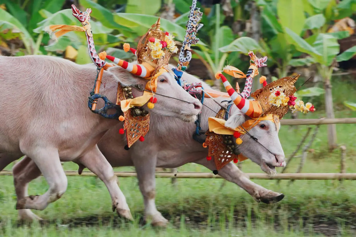 農耕祭 イメージ