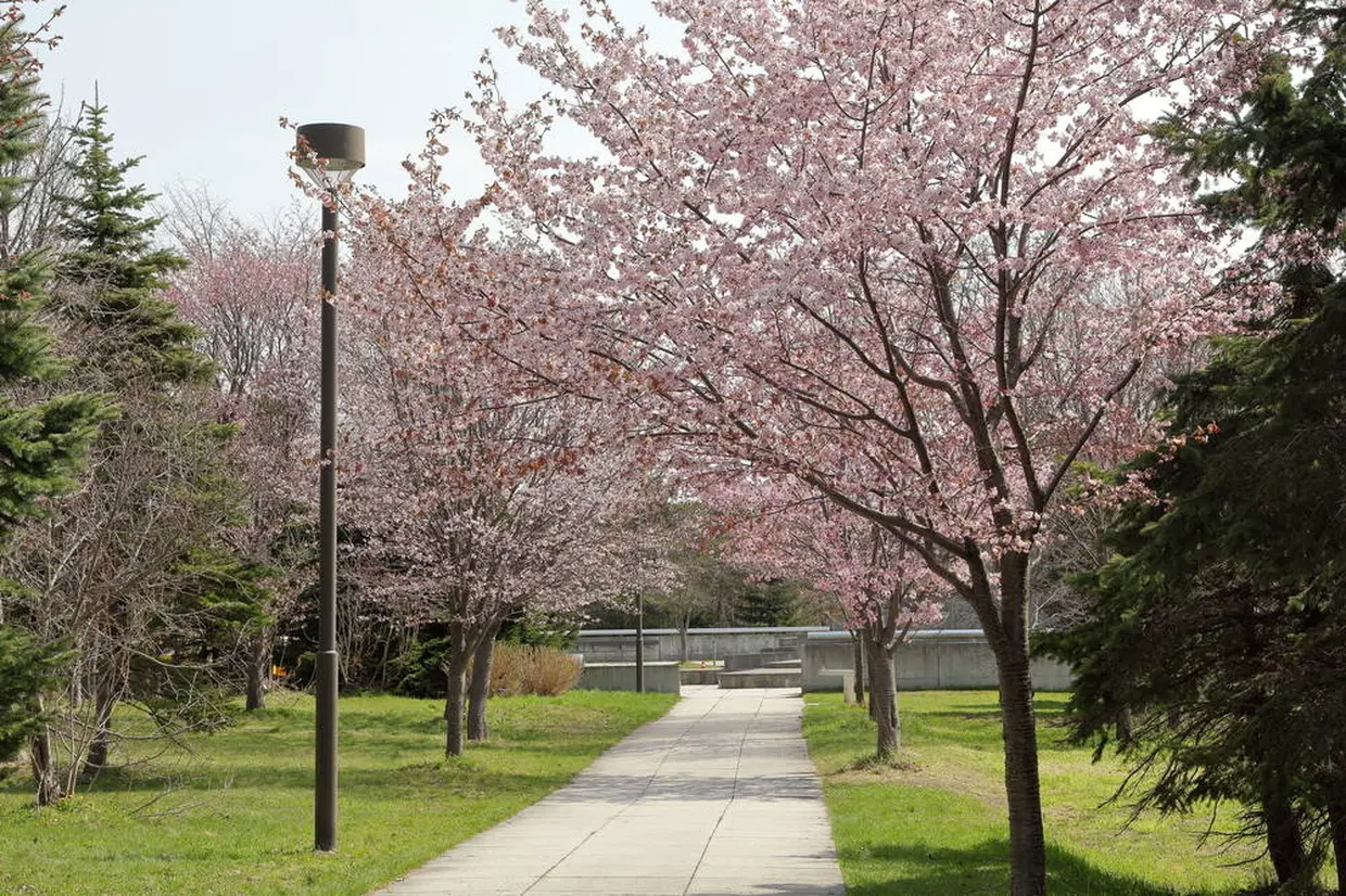 モエレ沼公園　春
