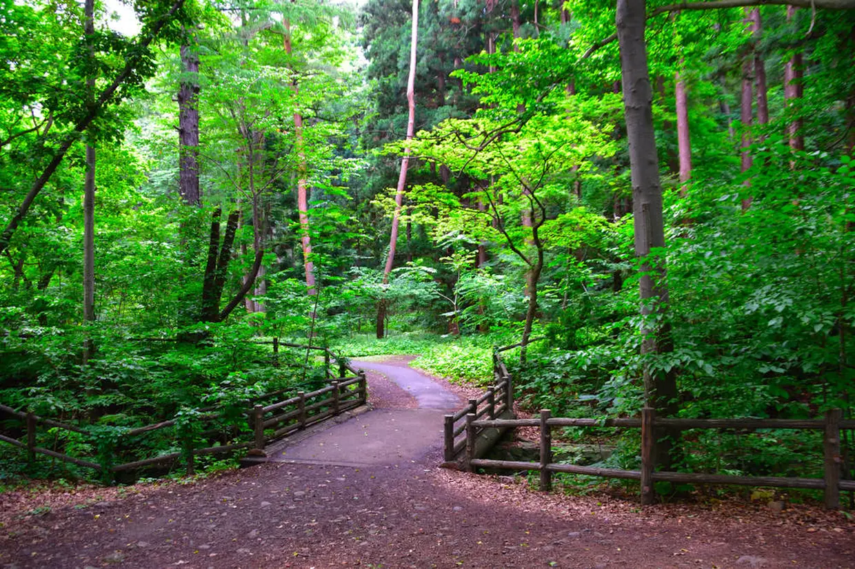 円山公園　遊歩道