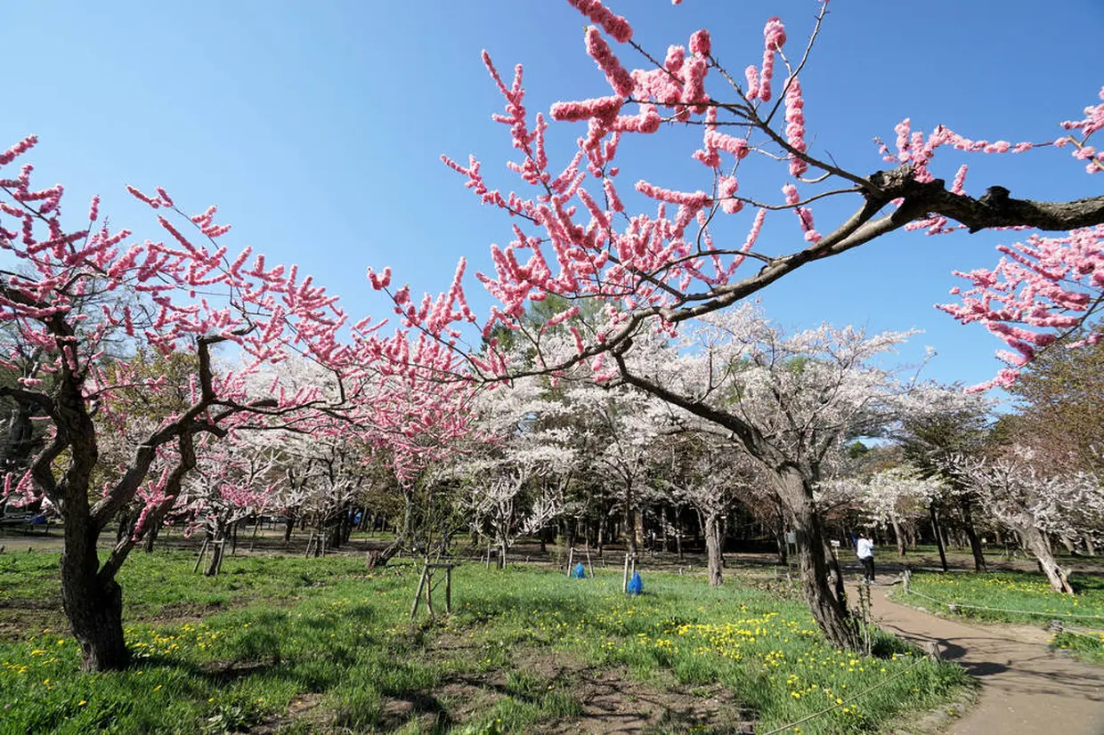 円山公園　春