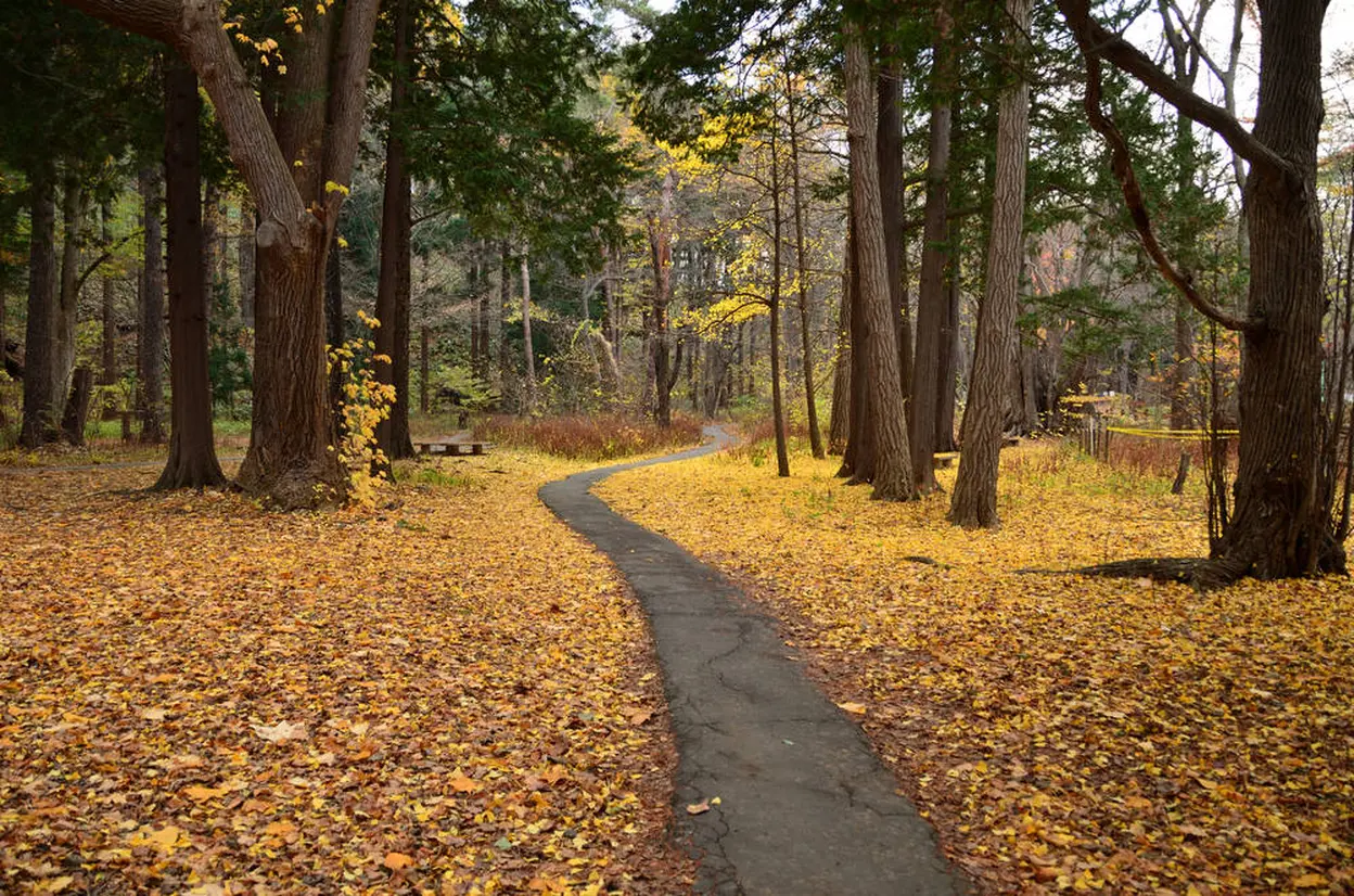 円山公園　秋