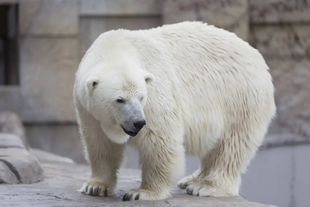 円山動物園　ホッキョクグマ