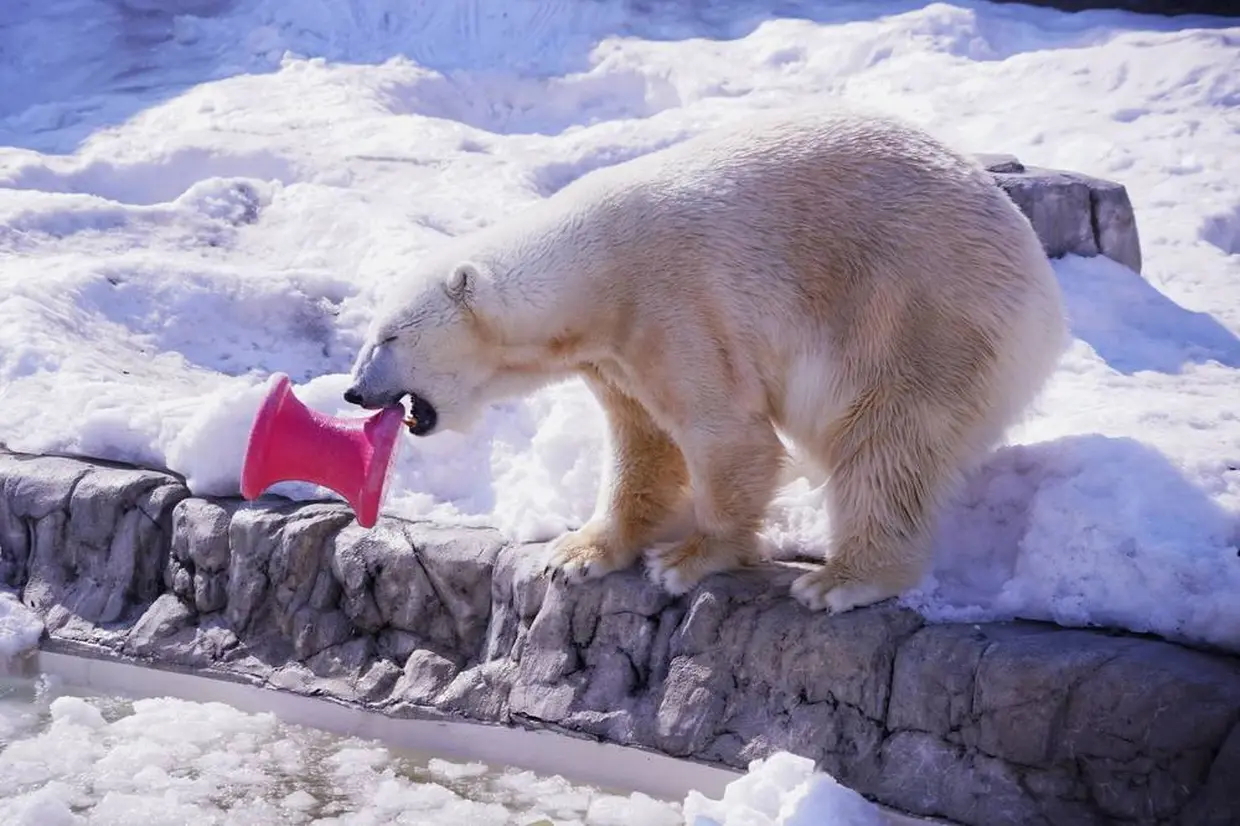 ホッキョクグマ