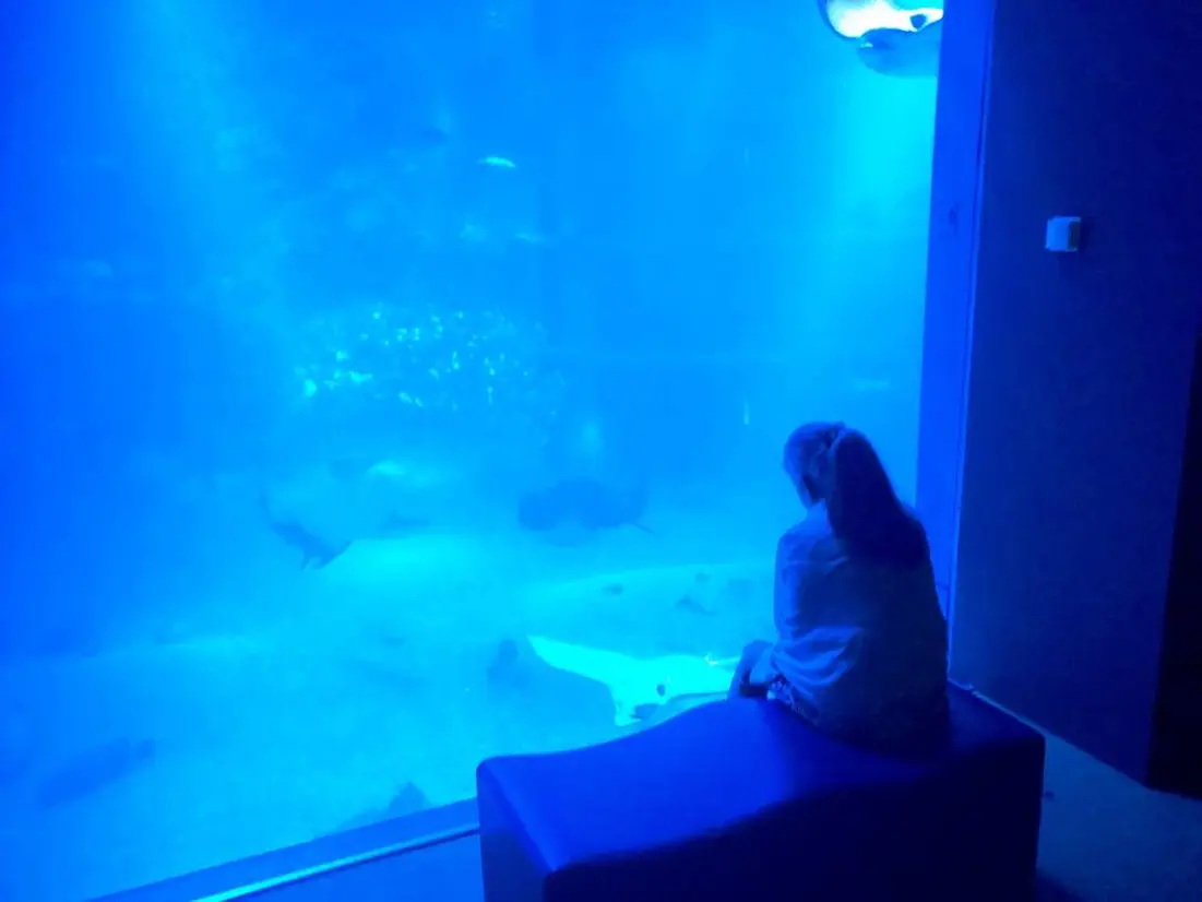 海遊館の巨大水槽