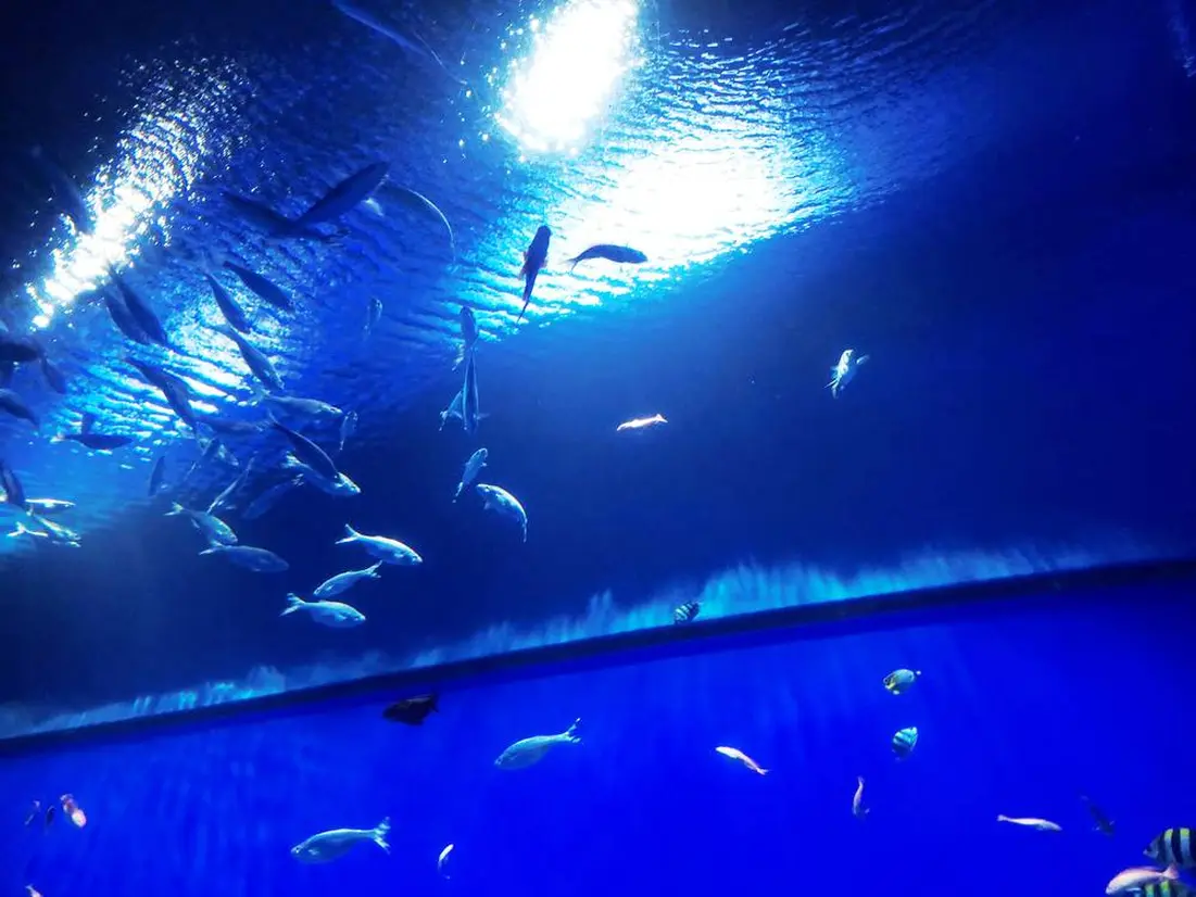 アクアゲートの癒されるトンネル
