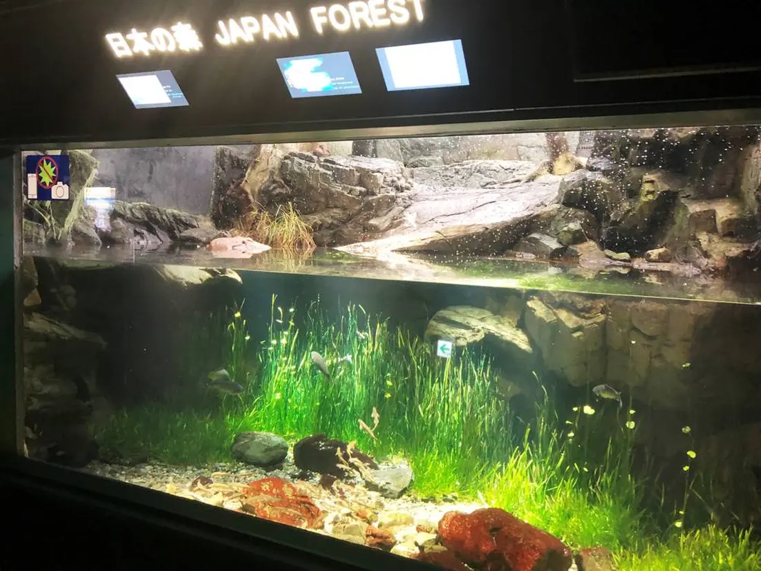 森に潜む魚たち