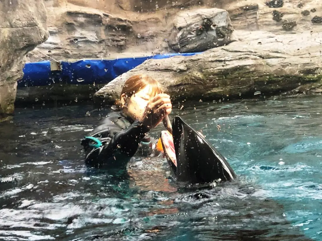 イルカの餌やりタイム