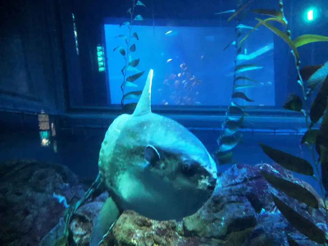 神経質なマンボウ