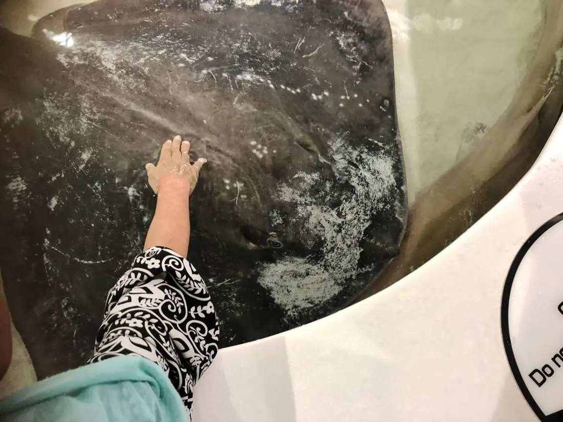 海の魚たちをタッチ
