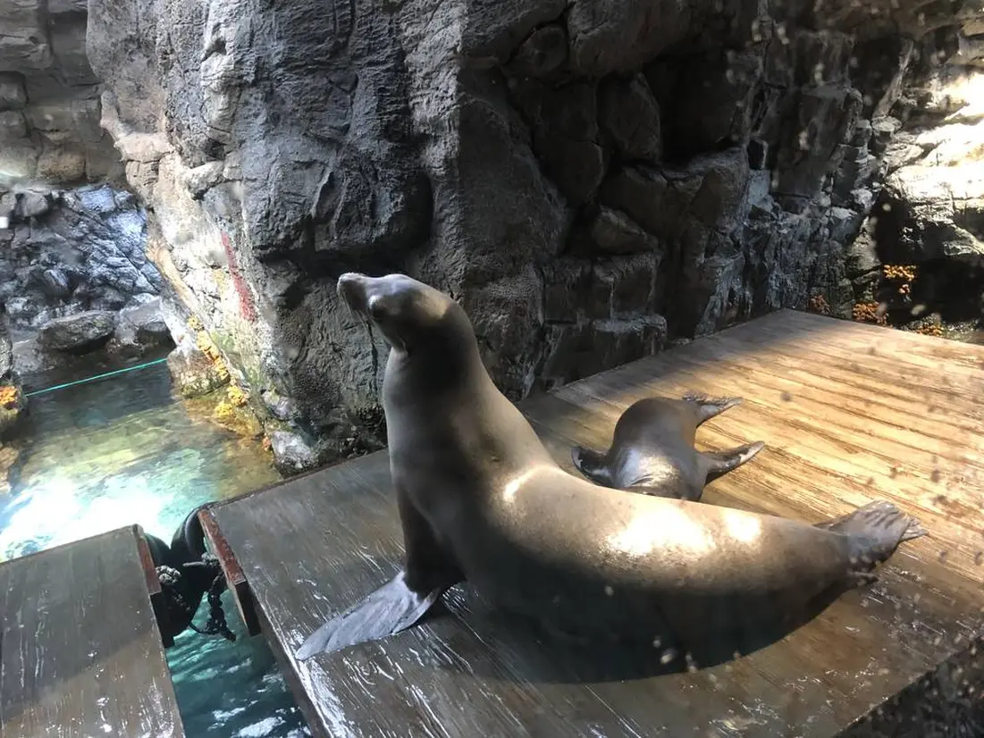 動物園よりも近くでリアリティが高いアシカ