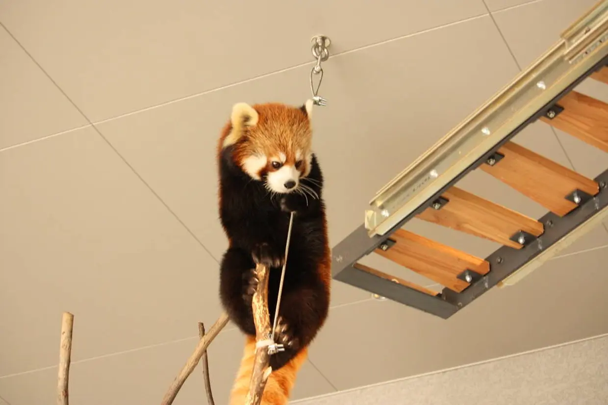 レッサーパンダ