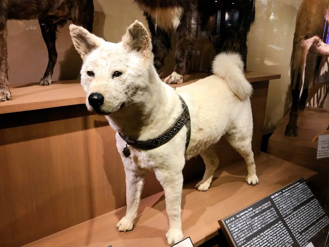 忠犬ハチ公