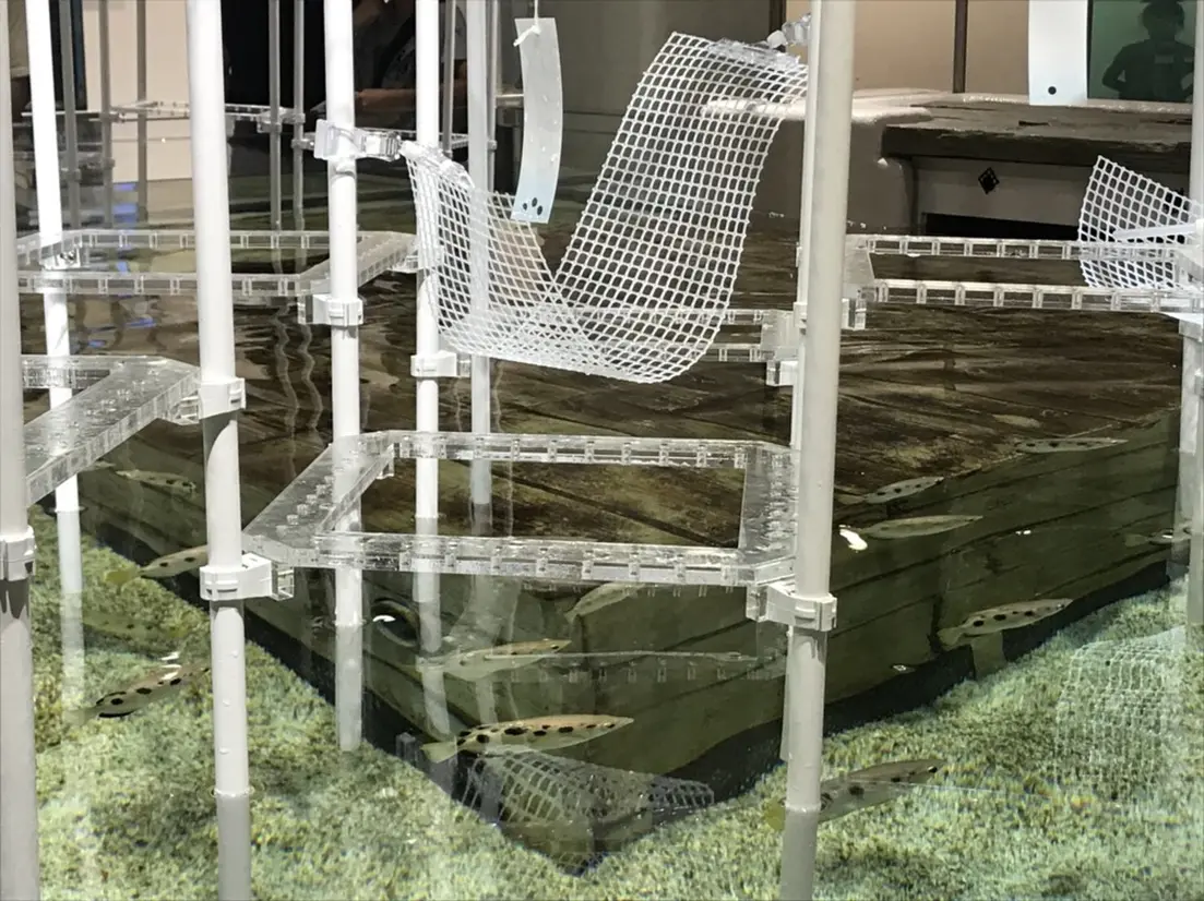 テッポウウオ　展示