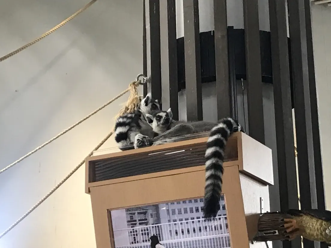 ワオキツネザル