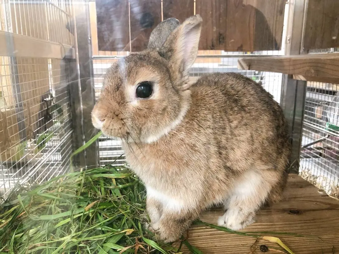 子ども動物園 すてっぷ