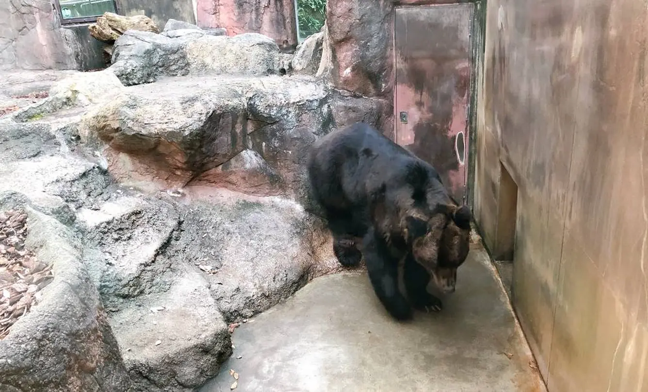 クマたちの丘