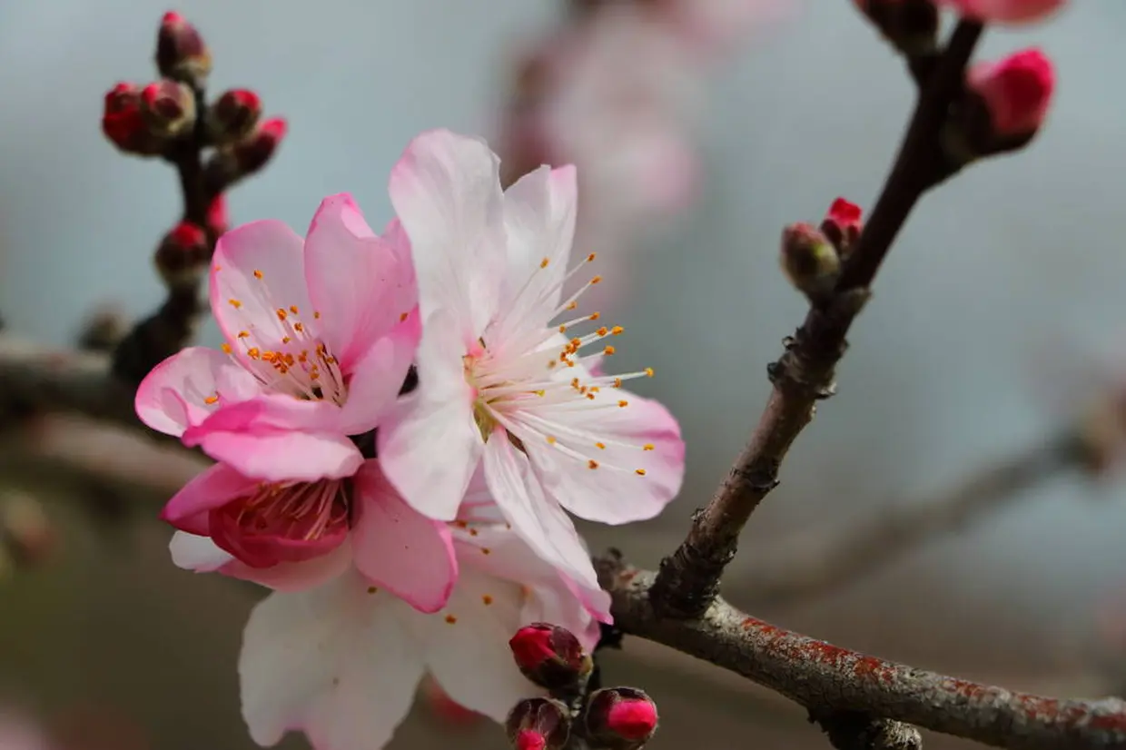 アーモンドの花
