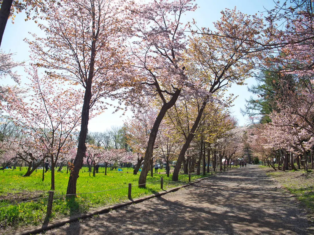 円山公園　桜