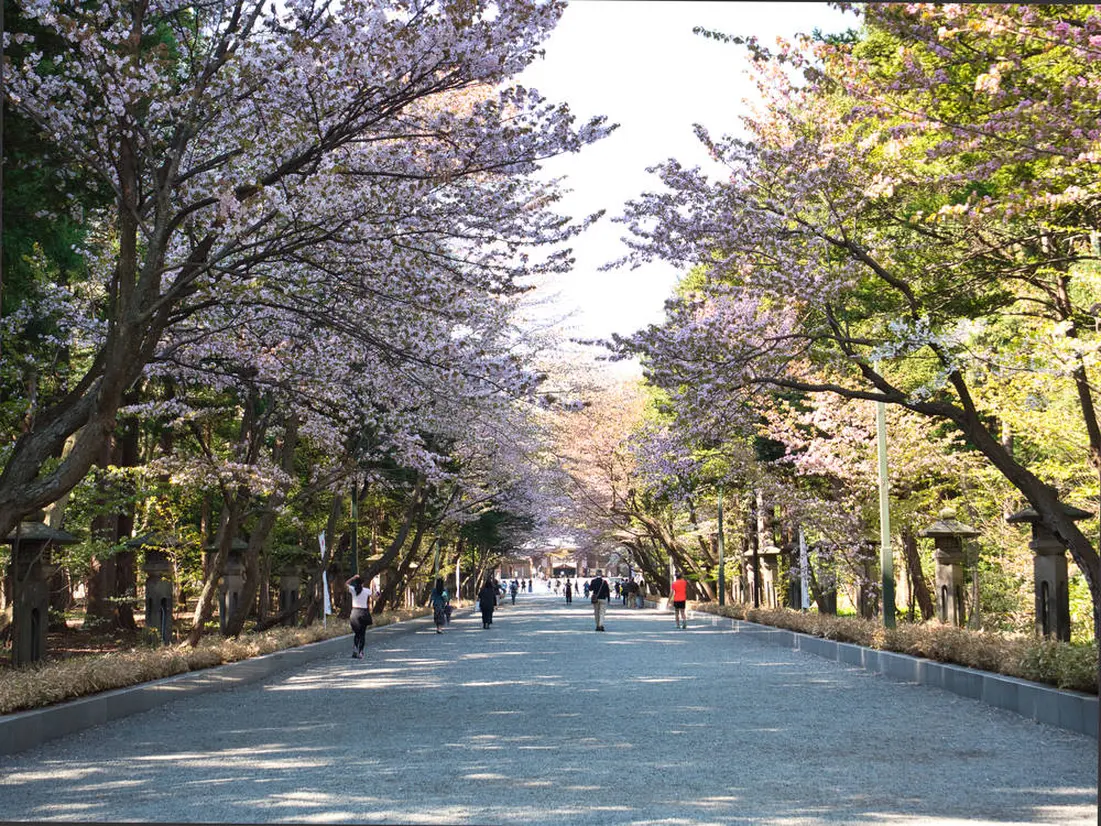 北海道神宮　春