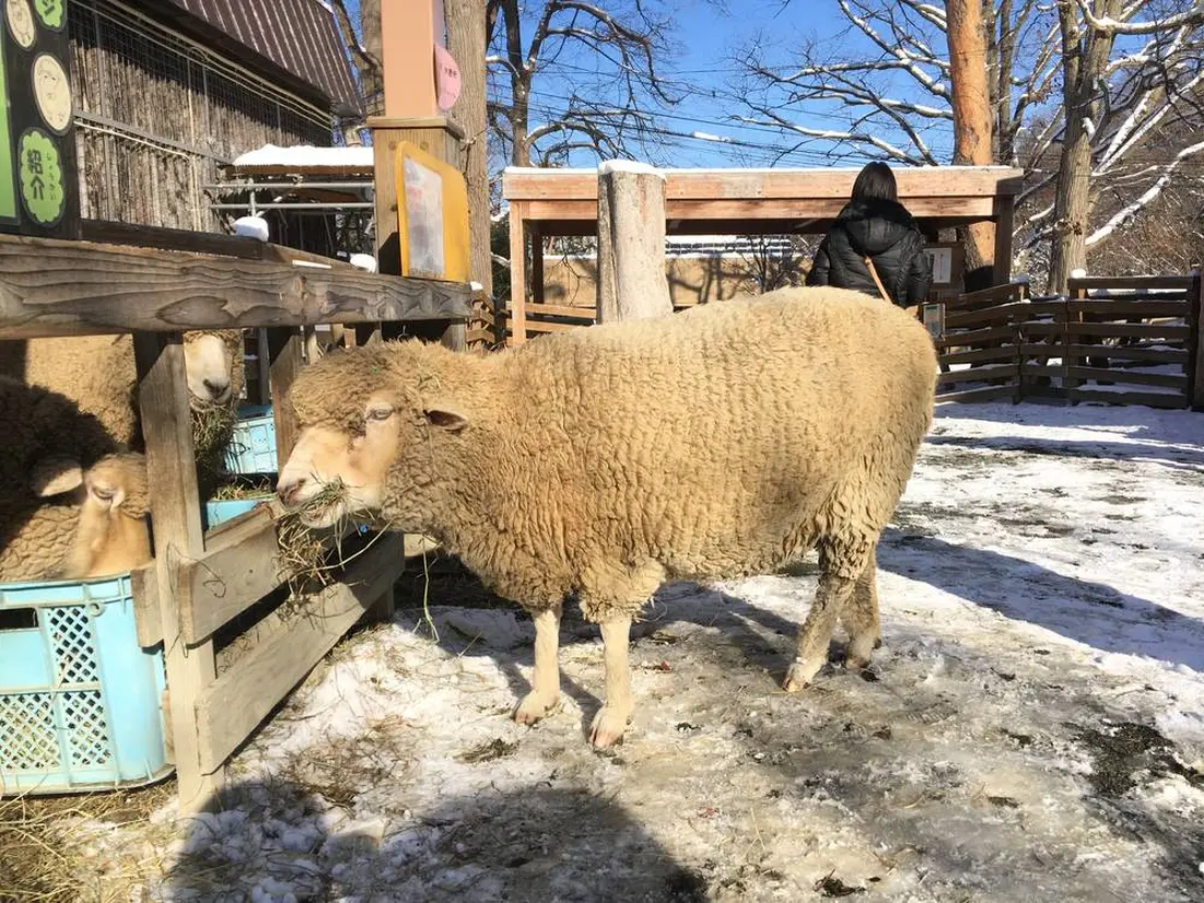 こども動物園　ヒツジ