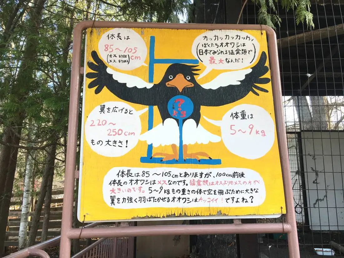 オオワシ解説パネル