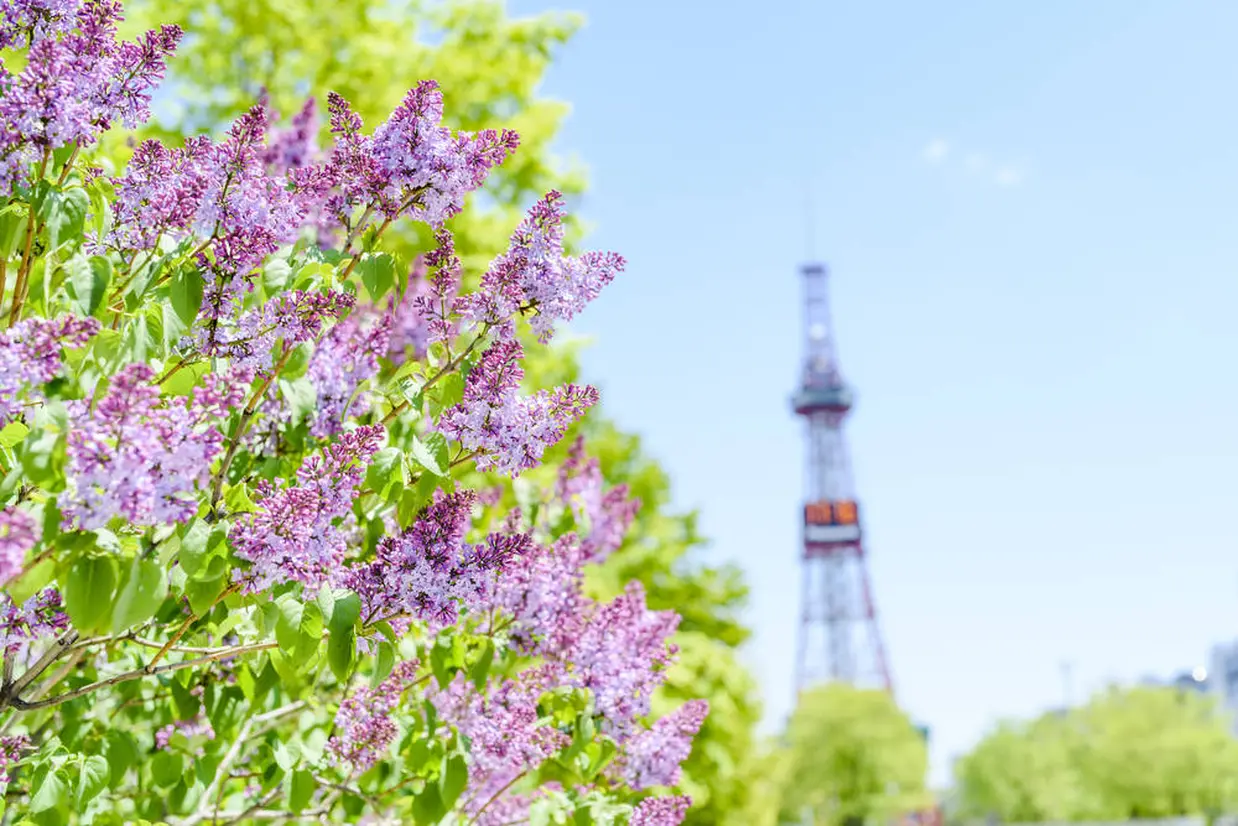 札幌大通公園　ライラック