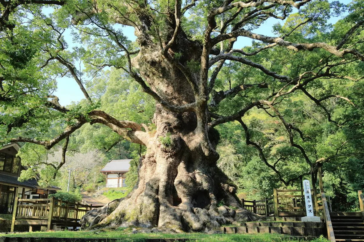 蒲生の大楠