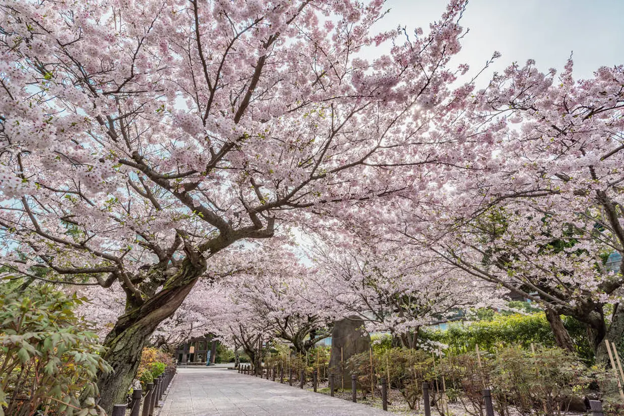 桜 イメージ