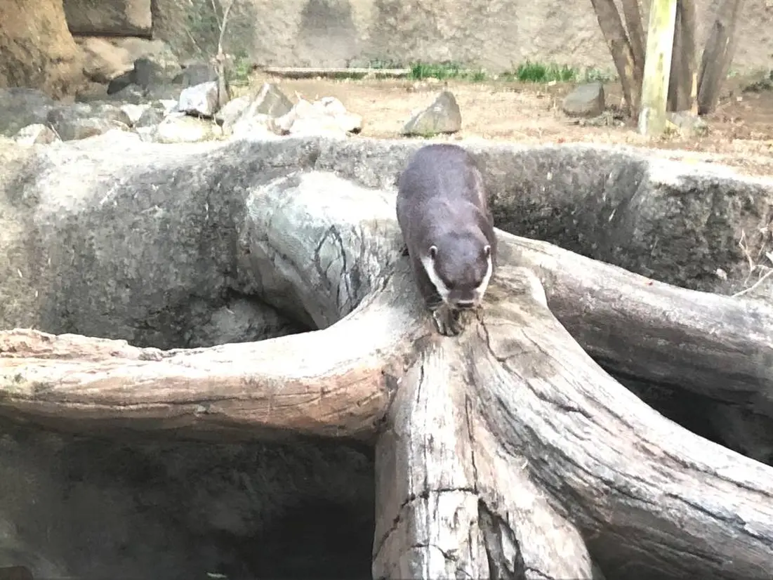 コツメカワウソ