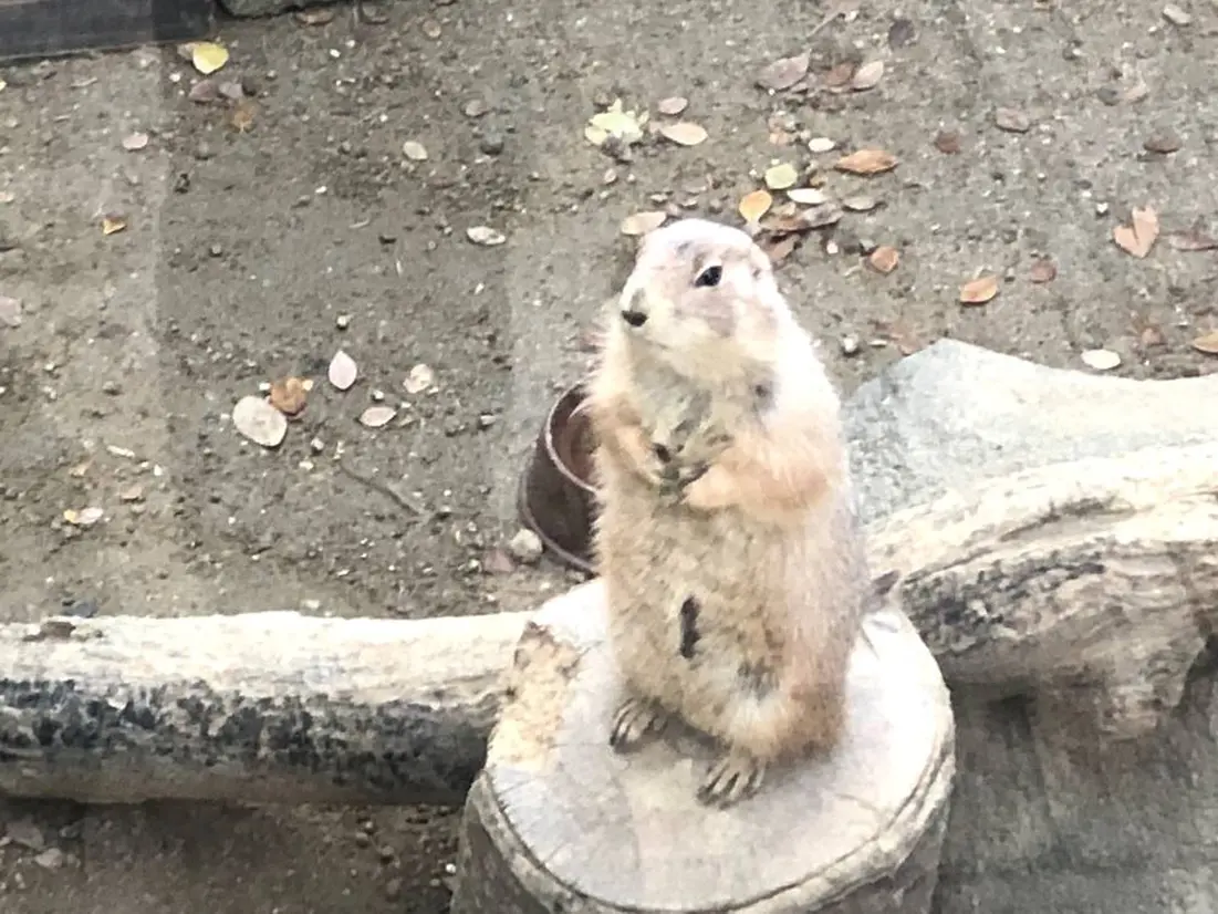 プレーリードッグ