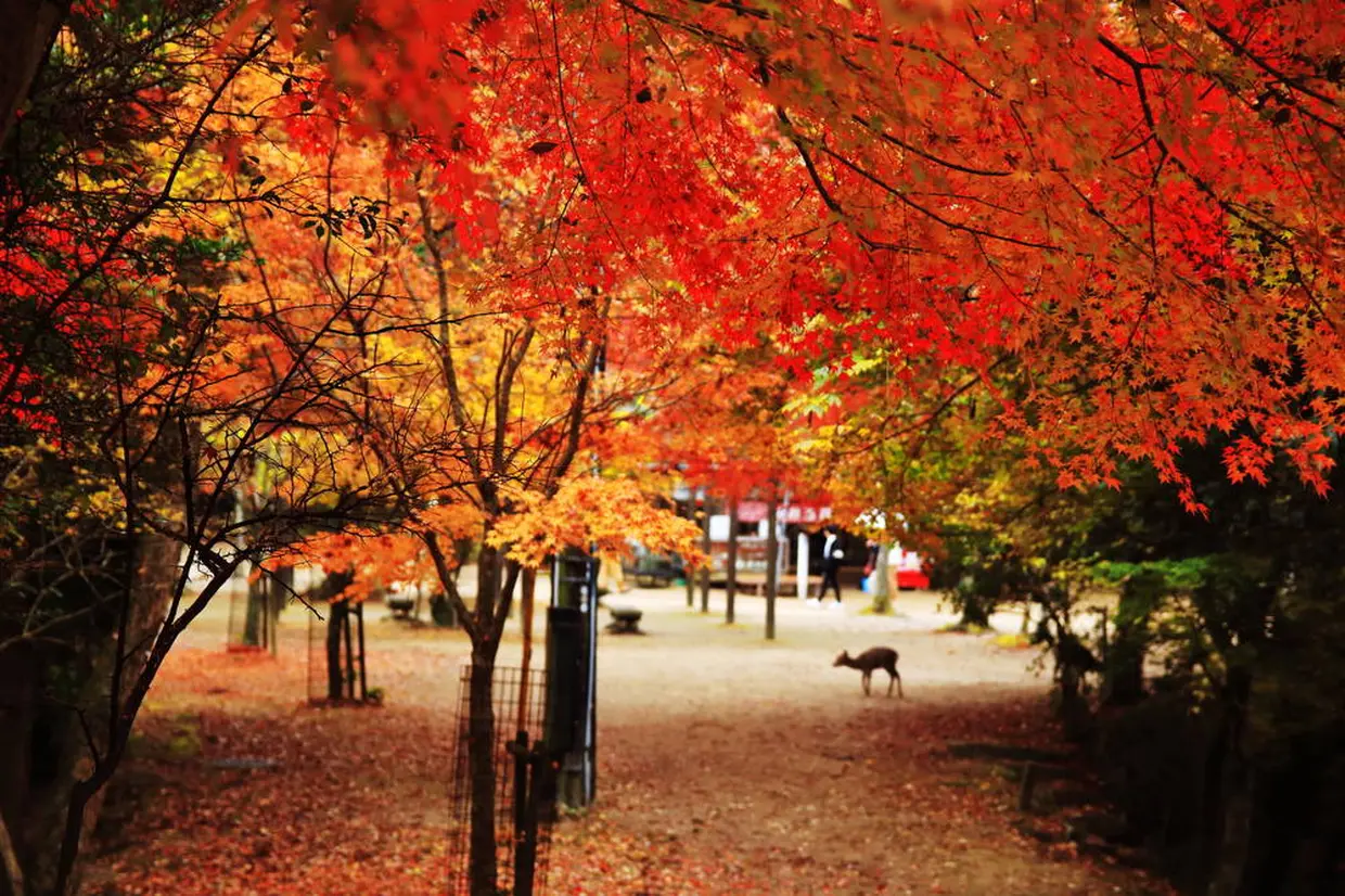 紅葉谷公園