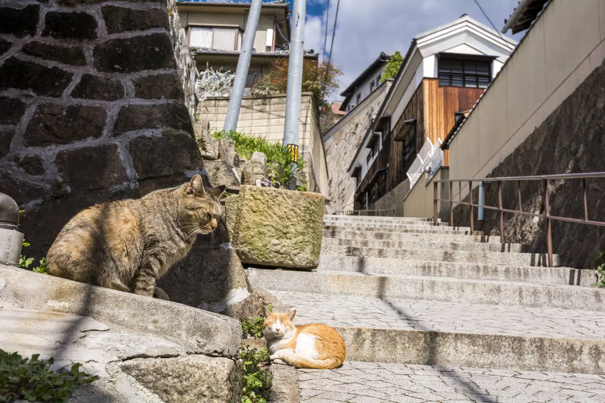 尾道