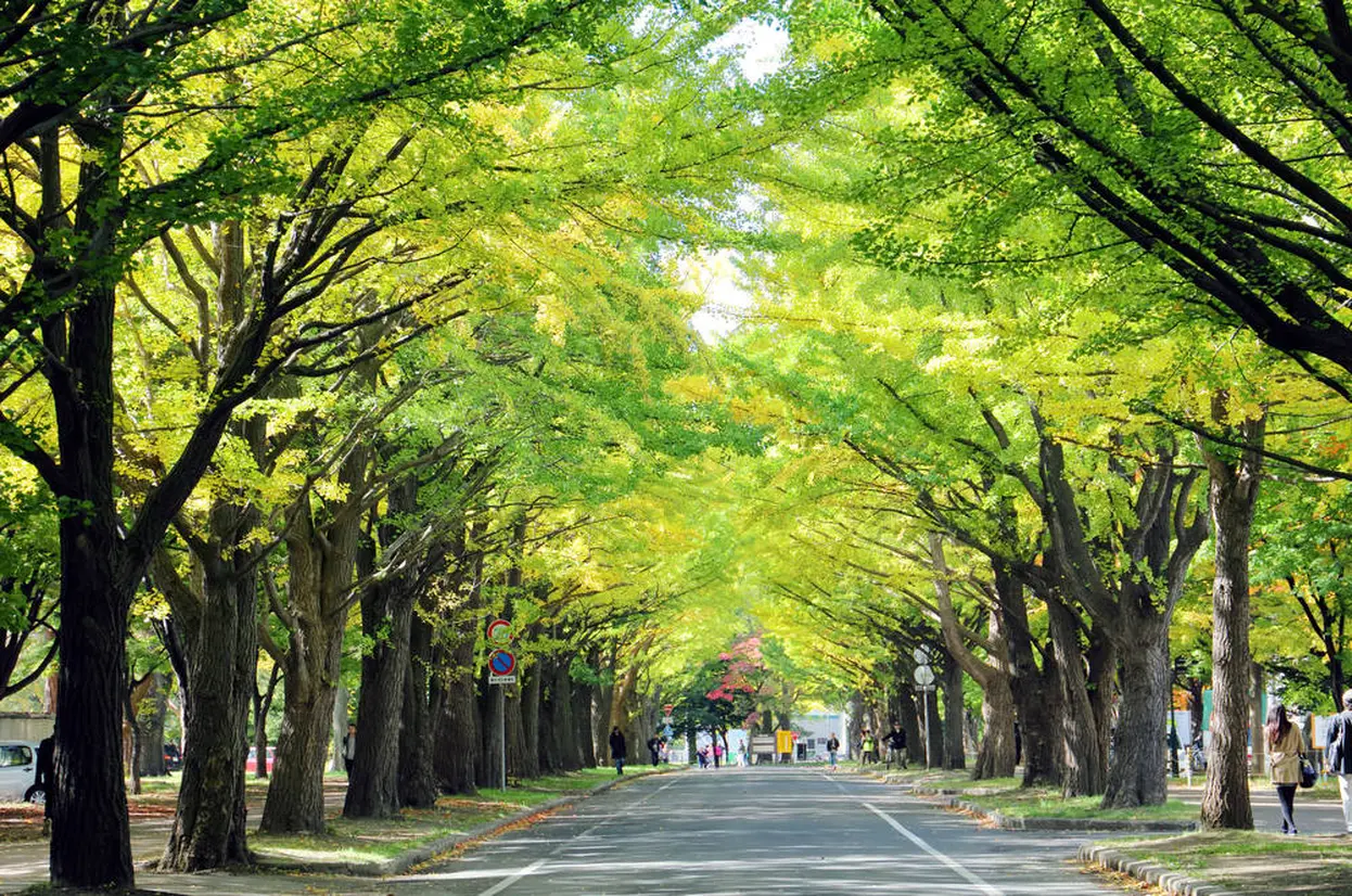 北海道大学のポプラ並木