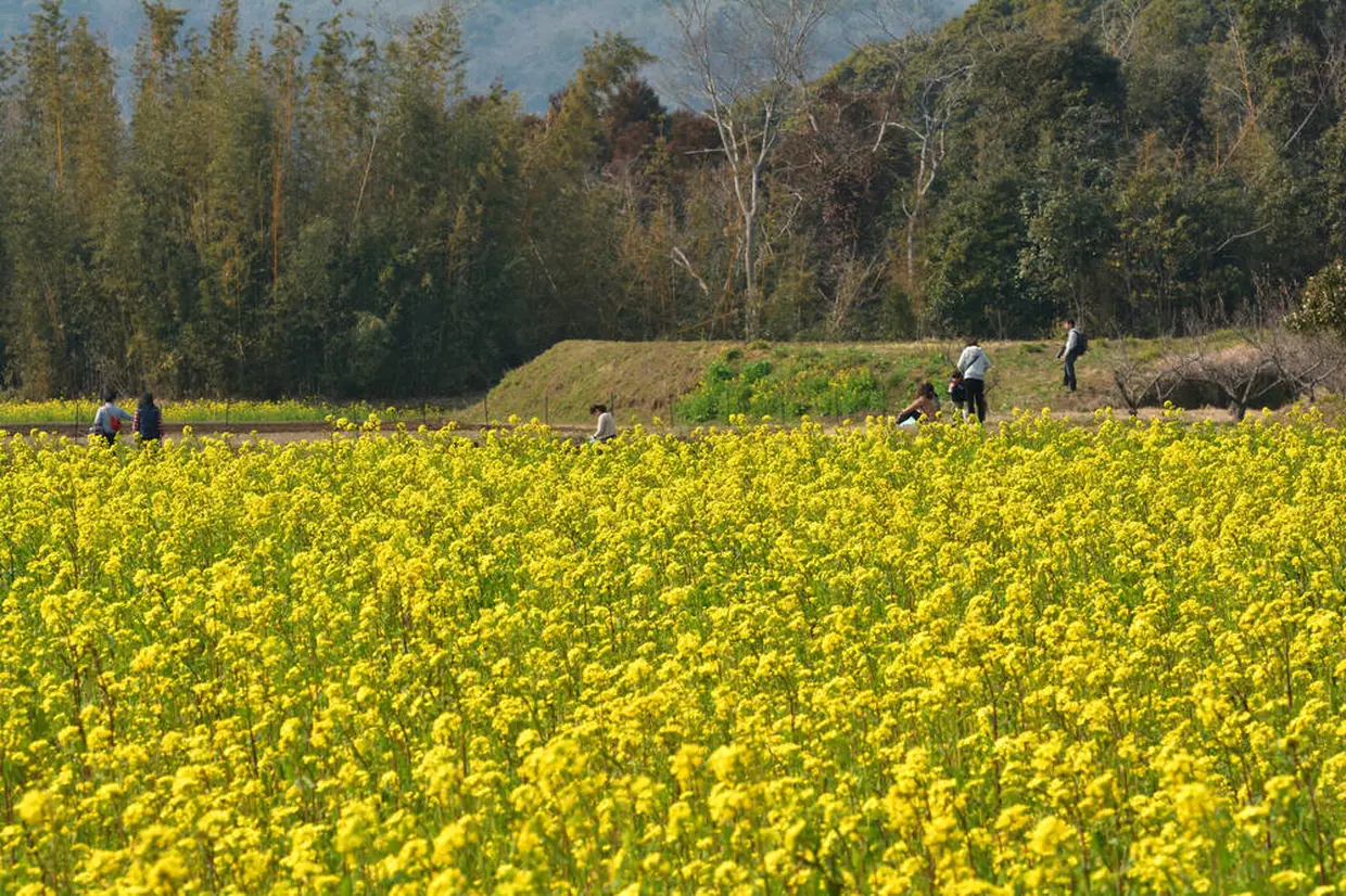 菜の花畑（開花時期2月中旬～4月中旬）