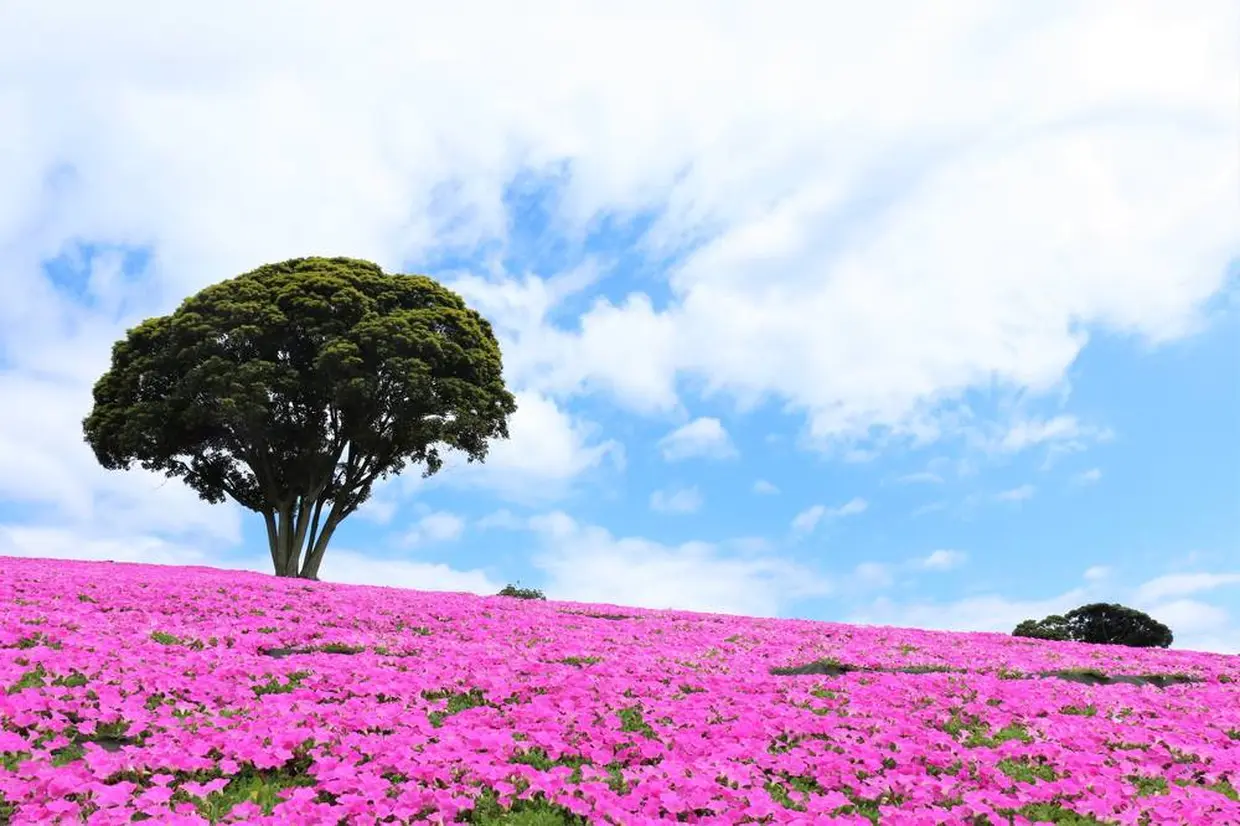 桃色吐息（ペチュニア）＜開花時期：7月～9月中旬＞