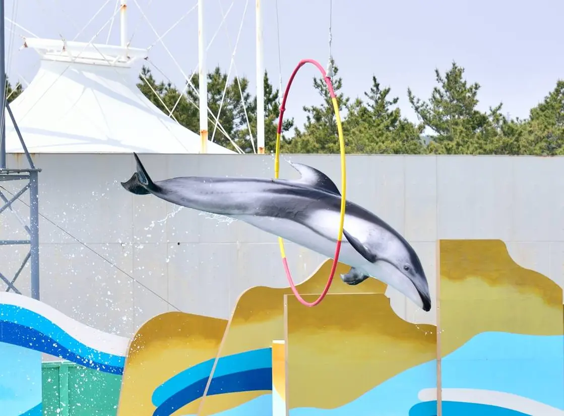 鴨川シーワールド　イルカのショー